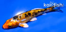 4.5" HEISEI NISHIKI