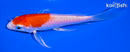 5" HARIWAKE BUTTERFLY