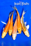 PACK OF (5) 3.5-4" STANDARD KOI