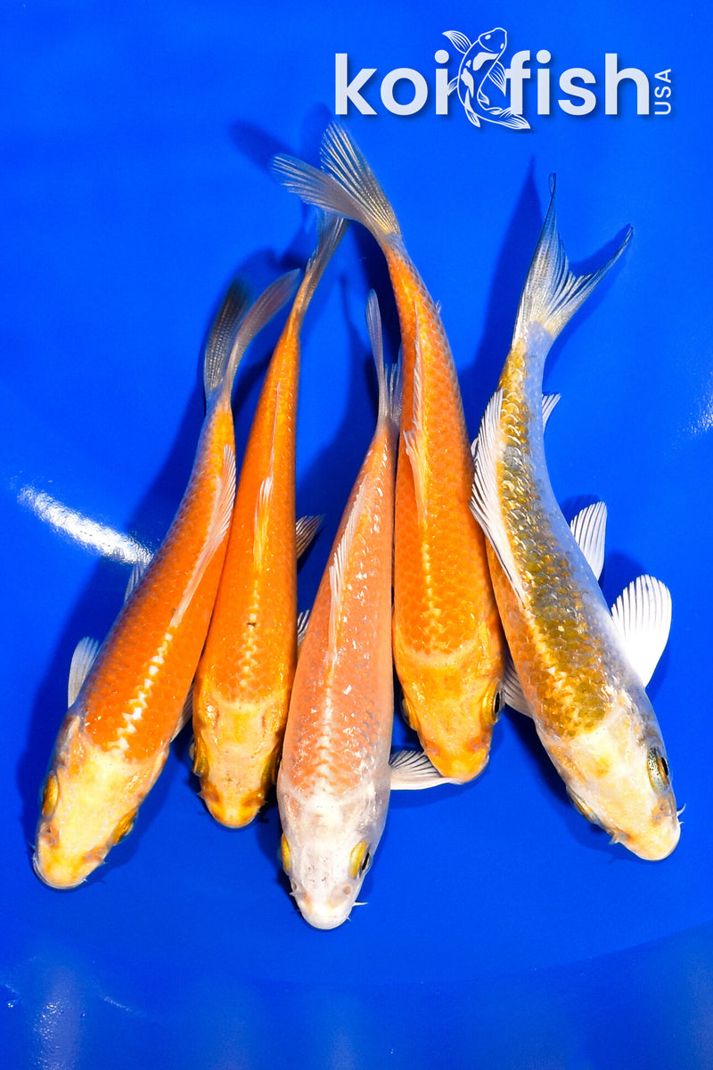 PACK OF (5) 3.5-4" STANDARD KOI