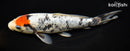 8.25" GINRIN TANCHO BENI MATSUKAWBAKE