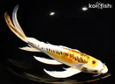 10.75" KIN KIKOKURYU BUTTERFLY