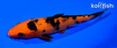 6" ORENJI BEKKO