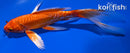 7.5" DOITSU ORENJI OGON BUTTERFLY