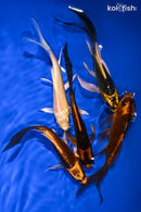 PACK OF (5) 5-5.25" BUTTERFLY KOI
