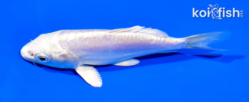 5.25" DOITSU PLATINUM OGON