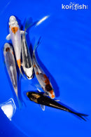PACK OF (5) 4"- 4.25" STANDARD KOI