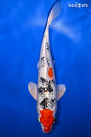 9.25" YAMATO NISHIKI