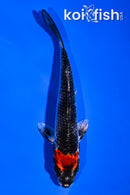 4" TANCHO GOSHIKI
