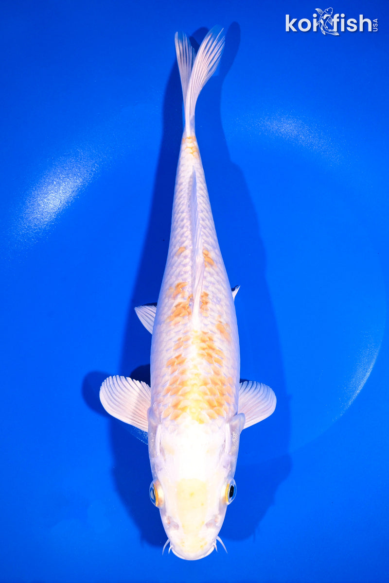 10.5" LEMON HARIWAKE