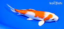 5.75" HARIWAKE