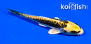 4" KIN KIKOKURYU