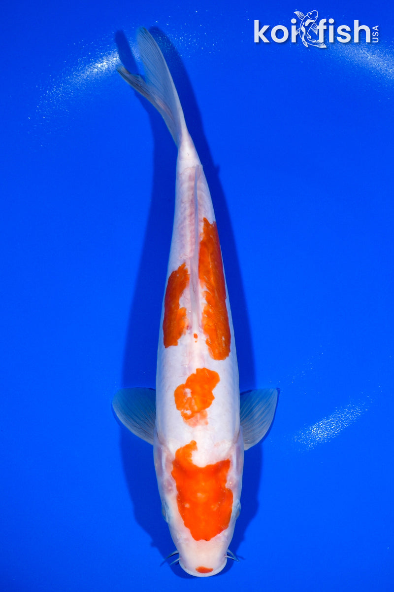 11.75" KIKUSUI