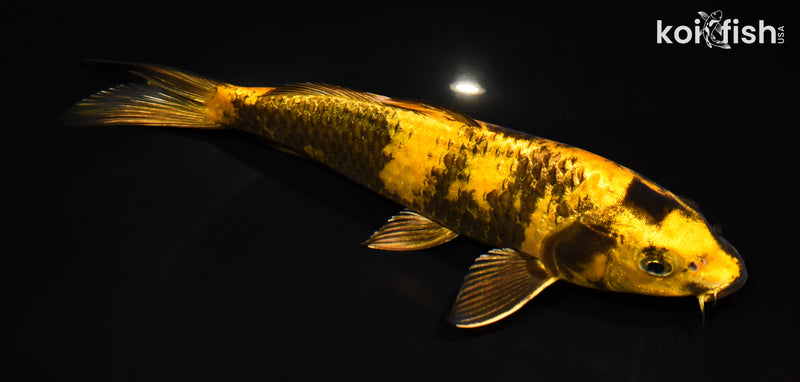 9.5" KIN KI UTSURI
