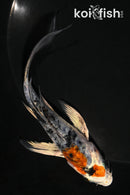 5" YAMATO NISHIKI BUTTERFLY