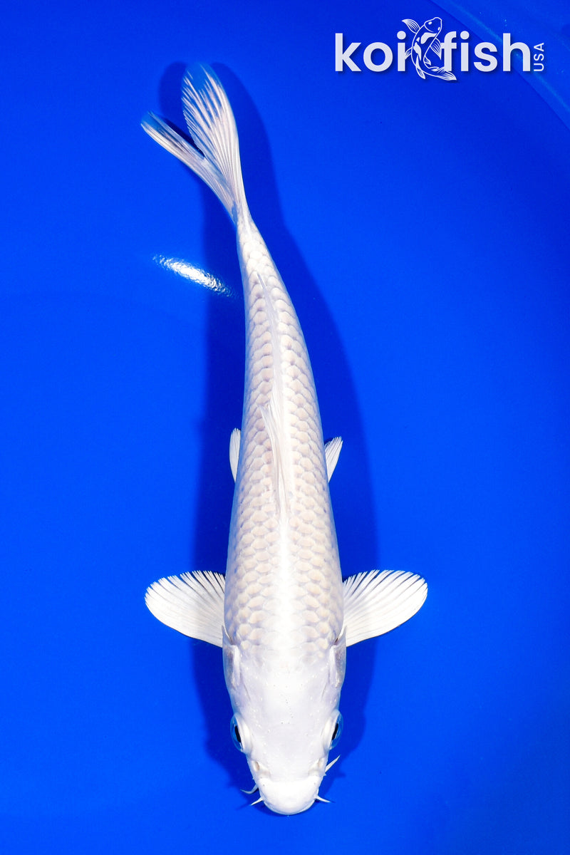 8.5" PLATINUM OGON