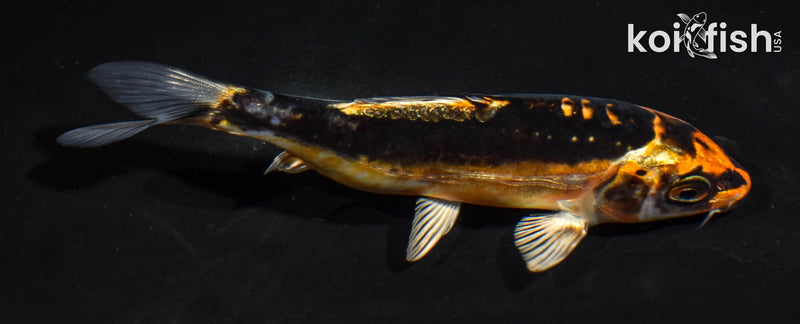 5" BENI KIKOKURYU