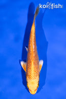 4.5" GINRIN ORENJI OGON