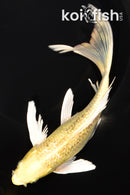 8" GINRIN YAMABUKI OGON BUTTERFLY