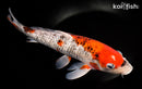 12.5" GOSHIKI