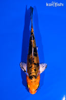 4.75" HEISEI NISHIKI