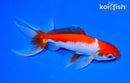 5.75" SARASA WATONAI GOLDFISH