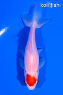 4.75" TANCHO SARASA WAKIN GOLDFISH