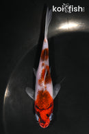4.5" GOROMO
