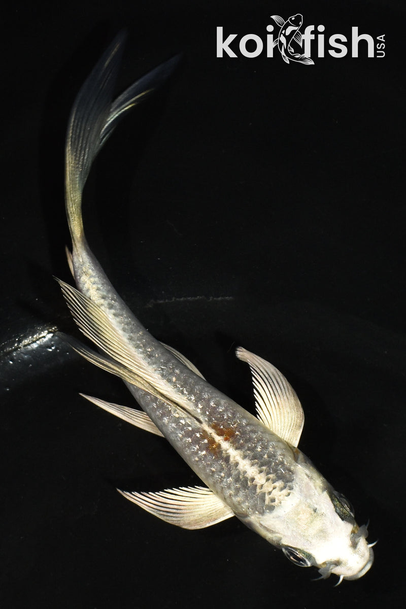 5" GINRIN BENI GINGA BUTTERFLY