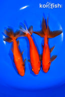 PACK OF (3) 5.5-6" WAKIN GOLDFISH