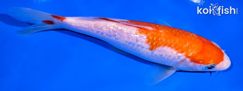 6.5" GINRIN KOHAKU