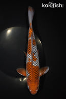 10.75" OCHIBA SHIGURE