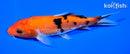 6.25" AKA SANKE