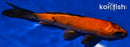 8" KIN HI UTSURI