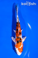 5.5" YAMATO NISHIKI