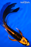 5.75" ORENJI MATSUBA BUTTERFLY