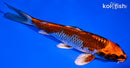 6.75" KUJAKU