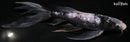 9.5" GINRIN MATSUKAWABAKE BUTTERFLY
