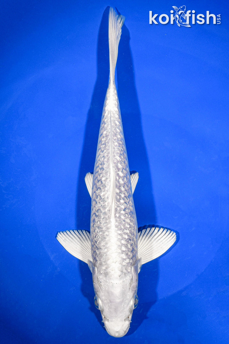 9.5" GINRIN PLATINUM OGON