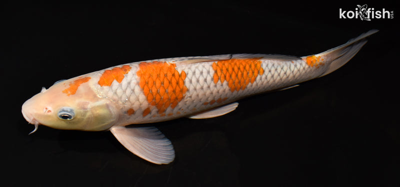 14.25" OCHIBA SHIGURE