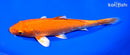 7.25" ORENJI OGON