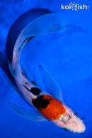 6.75" SANKE BUTTERFLY