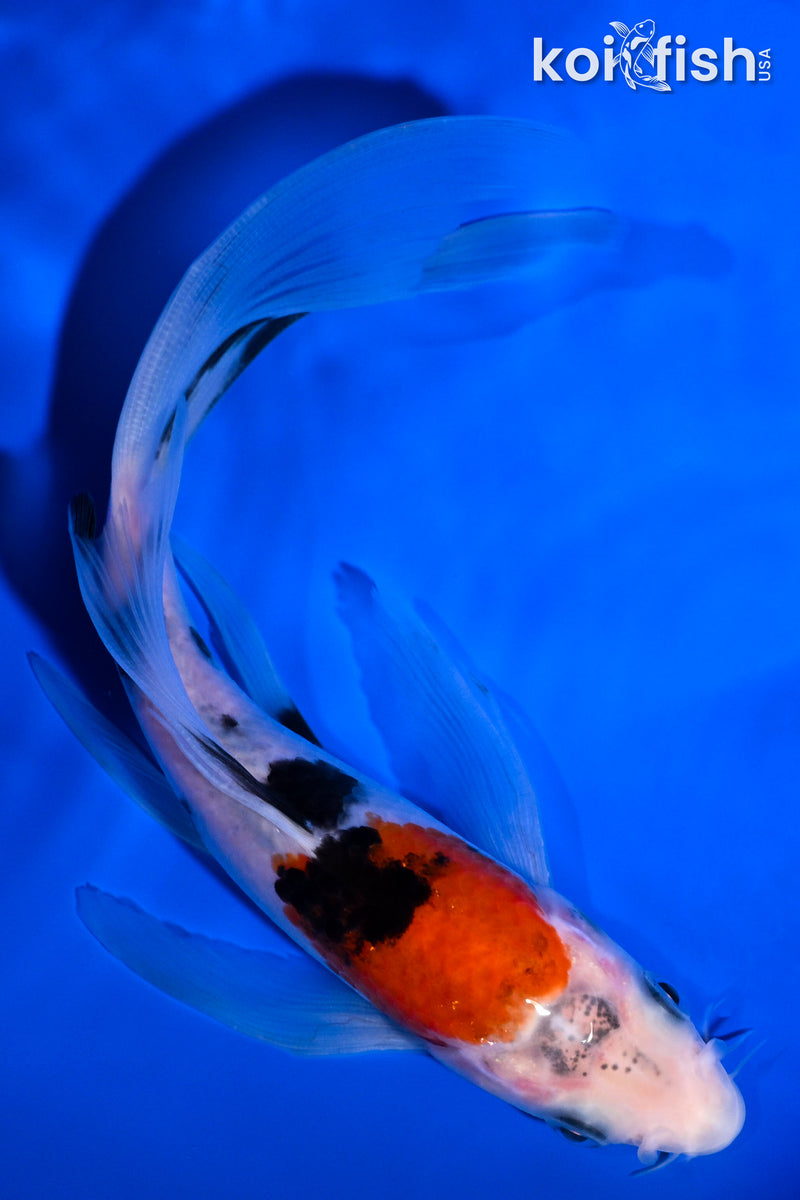 6.75" SANKE BUTTERFLY