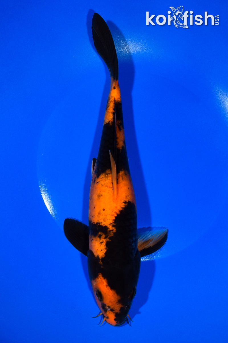 10.25" HI UTSURI