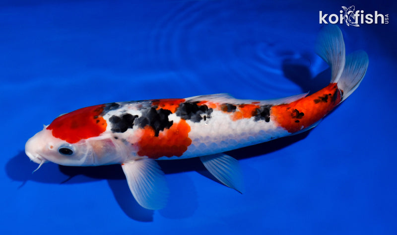 12.5" SANKE