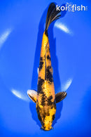 10.75" KIN KI UTSURI