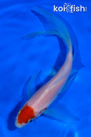 5.5" KOHAKU BUTTERFLY