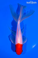 6.25" SARASA WATONAI GOLDFISH