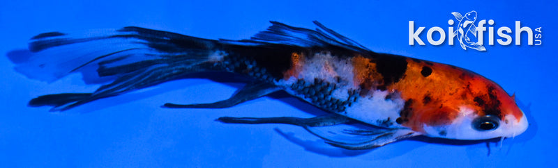 4.5" SANKE BUTTERFLY