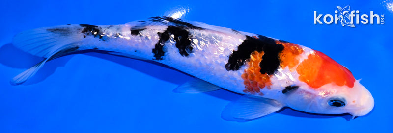 6.5" GINRIN SANKE
